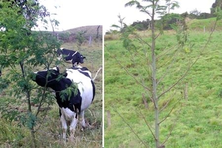 Los sistemas silvopastoriles como estrategia de ganaderia ecologica y productiva - Image 5