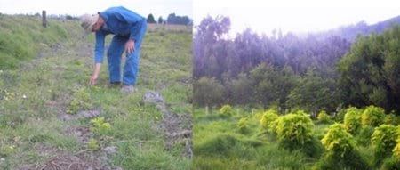 Los sistemas silvopastoriles como estrategia de ganaderia ecologica y productiva - Image 10