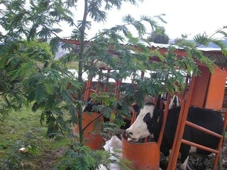 Los sistemas silvopastoriles como estrategia de ganaderia ecologica y productiva - Image 7