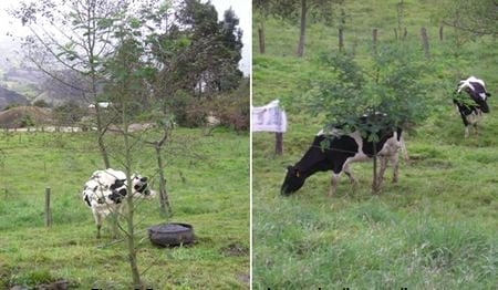 Los sistemas silvopastoriles como estrategia de ganaderia ecologica y productiva - Image 6
