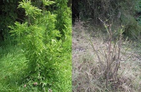 Los sistemas silvopastoriles como estrategia de ganaderia ecologica y productiva - Image 8