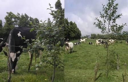 Los sistemas silvopastoriles como estrategia de ganaderia ecologica y productiva - Image 11