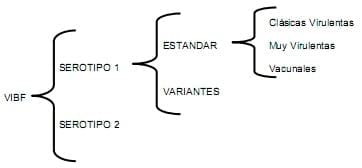 Experiencias practicas en el diagnostico de la infección de la Bolsa de Fabricio - Image 1