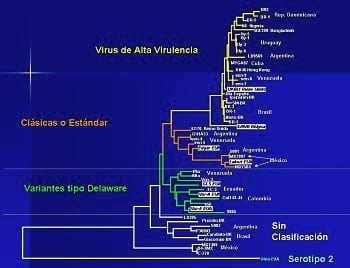 Experiencias practicas en el diagnostico de la infección de la Bolsa de Fabricio - Image 9