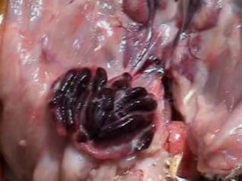 Experiencias practicas en el diagnostico de la infección de la Bolsa de Fabricio - Image 2