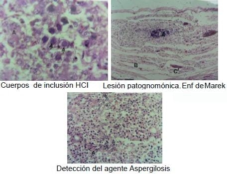 Elementos requeridos para un diagnóstico de Laboratorio - Image 5