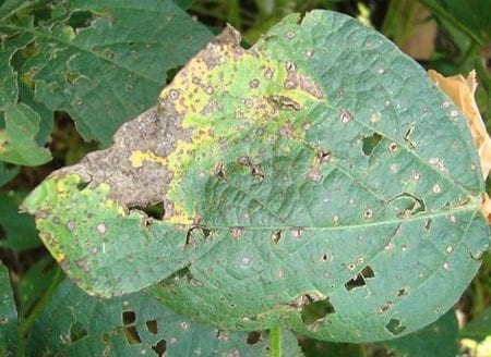 Seguimiento de los sintomas de la enfermedad ''mancha ojo de rana'' causada por cercospora sojina en la etapa final del llenado de grano del cultivo de soja - Image 6