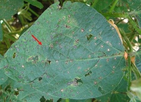 Seguimiento de los sintomas de la enfermedad ''mancha ojo de rana'' causada por cercospora sojina en la etapa final del llenado de grano del cultivo de soja - Image 4