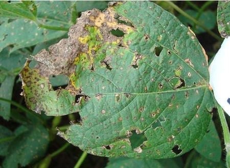 Seguimiento de los sintomas de la enfermedad ''mancha ojo de rana'' causada por cercospora sojina en la etapa final del llenado de grano del cultivo de soja - Image 8