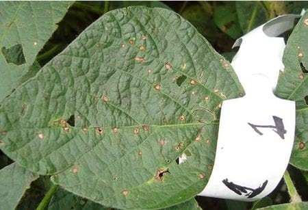Seguimiento de los sintomas de la enfermedad ''mancha ojo de rana'' causada por cercospora sojina en la etapa final del llenado de grano del cultivo de soja - Image 2