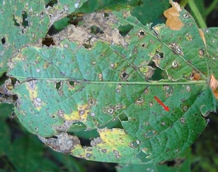 Seguimiento de los sintomas de la enfermedad ''mancha ojo de rana'' causada por cercospora sojina en la etapa final del llenado de grano del cultivo de soja - Image 10