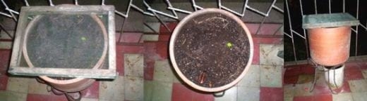 Manejo ovicaprino: Abono foliar para su rebaño - Image 1