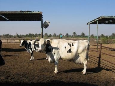 Impacto y gestión nutricional del estrés por calor en vacas de leche - Image 1