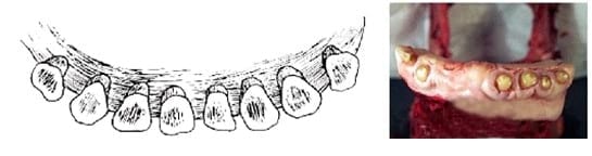 Cronología dentária de los bovinos - Image 9