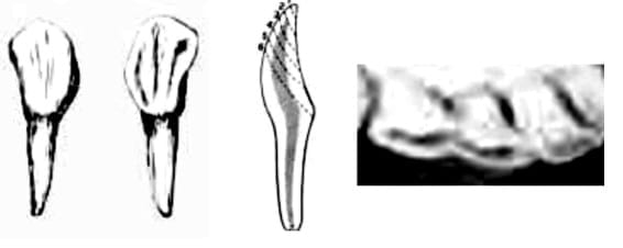 Cronología dentária de los bovinos - Image 5