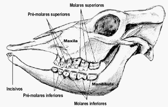 Cronología dentária de los bovinos - Image 1