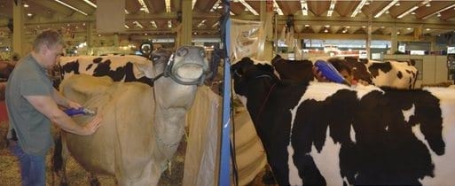 Recursos genéticos para producción de leche en los trópicos - Image 1