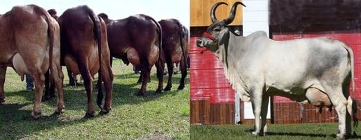 Recursos genéticos para producción de leche en los trópicos - Image 4