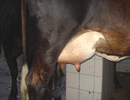 Recursos genéticos para producción de leche en los trópicos - Image 7