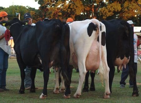 Recursos genéticos para producción de leche en los trópicos - Image 6