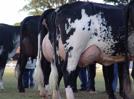 Recursos genéticos para producción de leche en los trópicos - Image 8