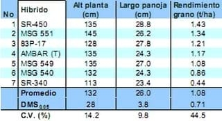 Comportamiento de los sorgos híbridos para grano dentro de los ensayos uniformes del PCCMCA 2009 - Image 14