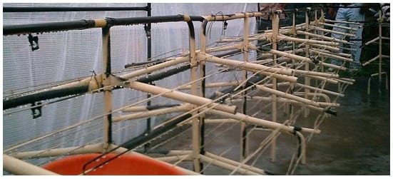 Túnel para la producción de forraje de maíz, con recirculación de agua - Image 4