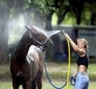 El encargado, el caballerango y el Propietario de caballos, su relación con el éxito y como empresa - Image 4