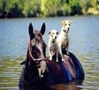 El encargado, el caballerango y el Propietario de caballos, su relación con el éxito y como empresa - Image 9