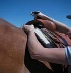 El encargado, el caballerango y el Propietario de caballos, su relación con el éxito y como empresa - Image 6