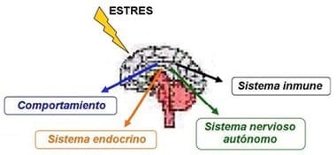 Factores estresantes en Lechones - Image 1