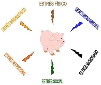 Factores estresantes en Lechones - Image 2