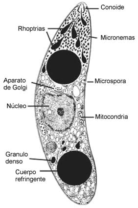 Coccidiosis: coccidiostatos o vacunas? - Image 2