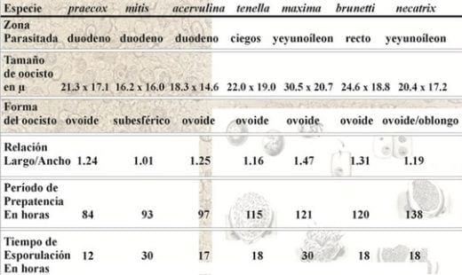 Coccidiosis: coccidiostatos o vacunas? - Image 6