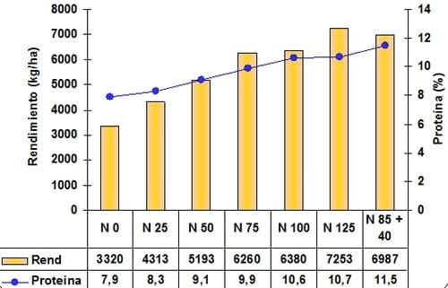 Fertilización en cebada cervecera Pautas de manejo para la obtención de altos rendimientos con calidad. - Image 2