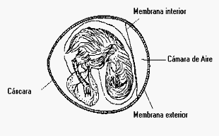 Guia de incubación - Image 10