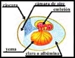 Guia de incubación - Image 6