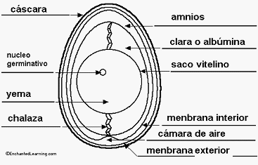 Guia de incubación - Image 7