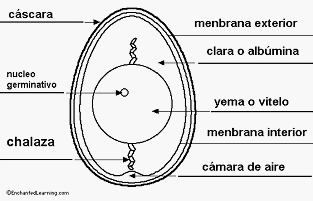 Guia de incubación - Image 4