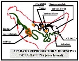 Guia de incubación - Image 1