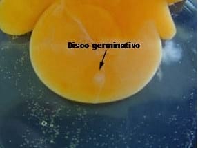 Guia de incubación - Image 2