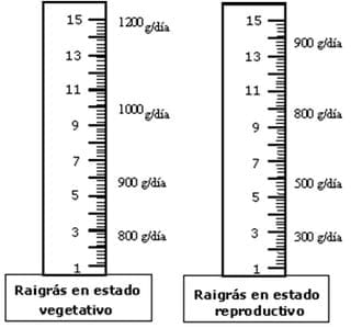 Verdeos invernales estratégicos en el Noreste Argentino - Image 2