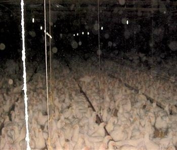Densidad de aves y su relación con los objetivos de desempeño en fase de cría y producción en reproductoras pesadas - Image 3