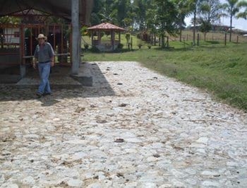 Pisos antideslizantes naturales y artificiales en construcciones ganaderas y su preparacion - Image 10