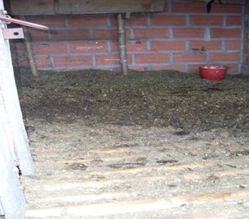 Pisos antideslizantes naturales y artificiales en construcciones ganaderas y su preparacion - Image 16