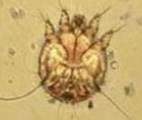 Sarna sarcoptica en equinos - Image 1