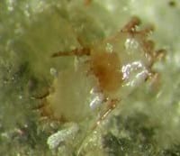 Sarna sarcoptica en equinos - Image 2