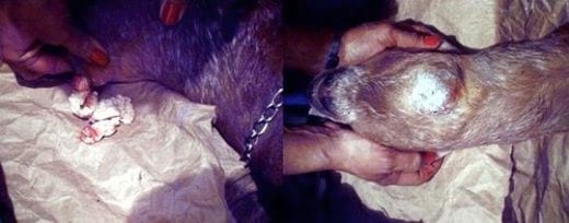 Manejo ovicaprino: Linfoadenitis, algunos comentarios. - Image 1