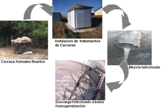 Recomendaciones prácticas para reducir el Impacto Ambiental en granjas porcinas. La Gestión de los cadáveres - Image 9