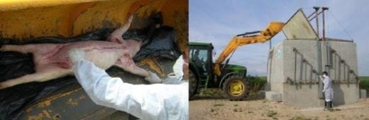 Recomendaciones prácticas para reducir el Impacto Ambiental en granjas porcinas. La Gestión de los cadáveres - Image 8